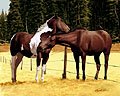BUDDIES by E. J. (Gene) PREDIKA
